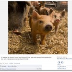 bild på kommentarer från facebook
