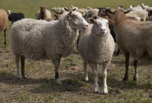 en flock får, en del av ängavallens ekologiska djur